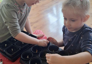 „Zielony kącik” – założenie zielonego ogródka w sali. Realizacja innowacji pedagogicznej "Zdrowo zakręceni".