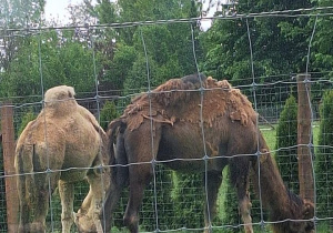 Tuptusie na wycieczce do Safari Zoo w Borysewie.