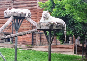 Tuptusie na wycieczce do Safari Zoo w Borysewie.