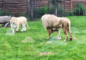 Tuptusie na wycieczce do Safari Zoo w Borysewie.
