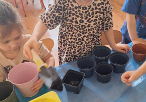 „Zielony kącik” – założenie zielonego ogródka w sali. Realizacja innowacji pedagogicznej "Zdrowo zakręceni".