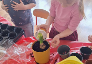 „Zielony kącik” – założenie zielonego ogródka w sali. Realizacja innowacji pedagogicznej "Zdrowo zakręceni".