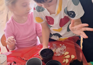 „Zielony kącik” – założenie zielonego ogródka w sali. Realizacja innowacji pedagogicznej "Zdrowo zakręceni".