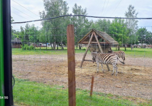 Tuptusie na wycieczce do Safari Zoo w Borysewie.