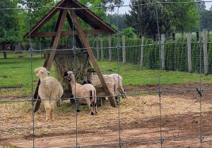 Tuptusie na wycieczce do Safari Zoo w Borysewie.