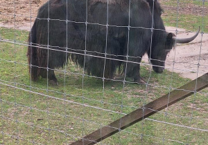 Tuptusie na wycieczce do Safari Zoo w Borysewie.