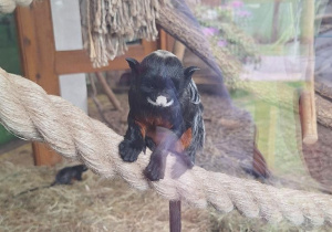 Tuptusie na wycieczce do Safari Zoo w Borysewie.