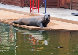 Tuptusie na wycieczce do Safari Zoo w Borysewie.