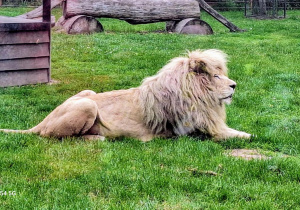 Tuptusie na wycieczce do Safari Zoo w Borysewie.