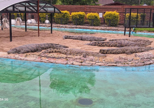 Tuptusie na wycieczce do Safari Zoo w Borysewie.