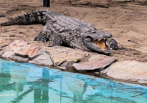 Tuptusie na wycieczce do Safari Zoo w Borysewie.
