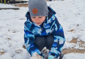 Buziaki bawią się na śniegu.
