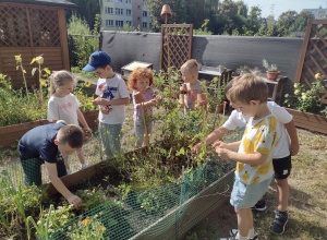 ,,Smaki lata" smakujemy poziomki z naszej grządki w ramach realizacji innowacji pedagogicznej ,,Koło życia-4 pory roku w ogrodzie".