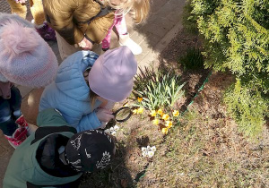 Dzieci oglądają przez szkło powiększające kwiatki rosnace przy przedszkolu.