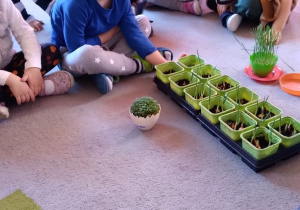 Dzieci obserwują wzrost swoich roślinek