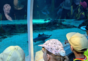 Dzieci obserwują podwodne życie w orientarium.