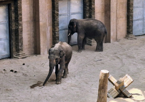 Wybieg dla słoni.