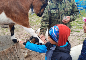 Wojtuś wita się z kozą