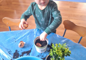 Maksio sadzi swoje roślinki.